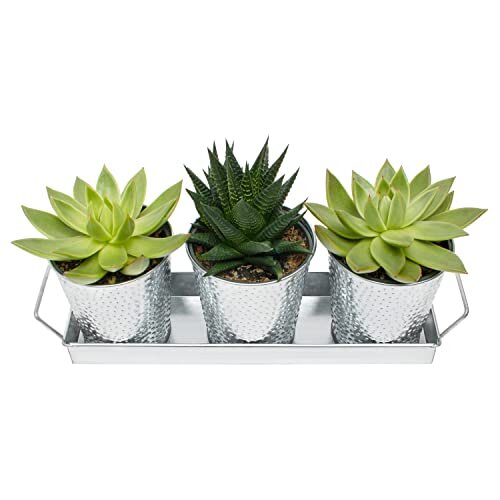 Plant Pots with Drainage by Saratoga Home - Use as Succulent Pots, Herb Planters or Shallow Planter, Silver Hammered Indoor Planter Pots with Dra